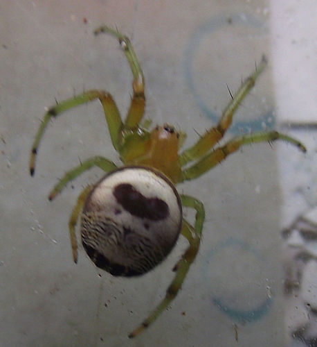 Araneus mitificus